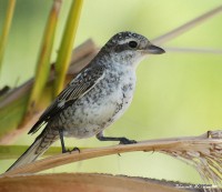 Manavgat Forest and fields